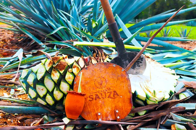 Tequila Express - Key Things to Know Before You Go