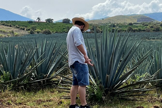 Tequila Jalisco Full Day Tour from Puerto Vallarta - Leaving Puerto Vallarta before the crowds