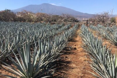 Tequila Jalisco Full Day Tour from Puerto Vallarta