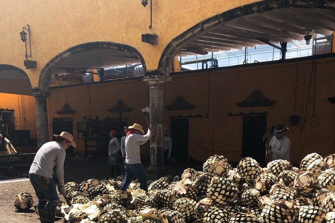 Tequila Jalisco Full Day Tour from Puerto Vallarta - What the guides and vehicle add