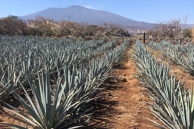 Tequila Jalisco Full Day Tour from Puerto Vallarta - Ceboruco volcano and the road into agave country