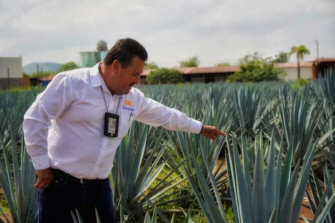Tequila Tour - Quick points about this Guadalajara tequila tour