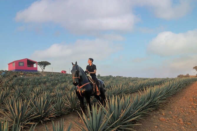 Tequila tour with tasting. - Two hours in the main square of Tequila