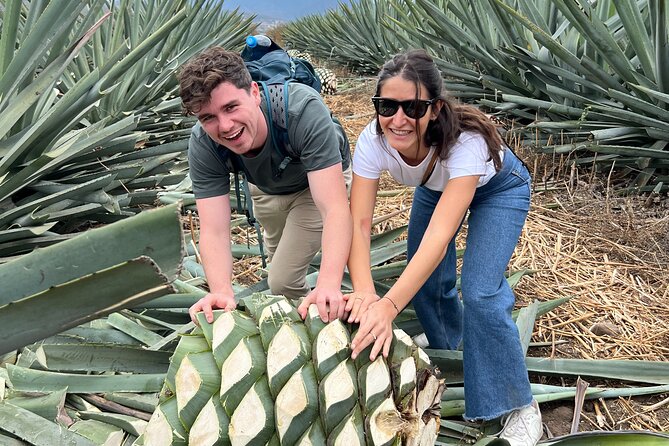 The Mezcal Journey - Walking through the agave fields at Campo Enigma
