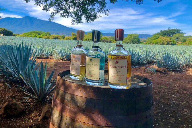 The Ultimate Tequila Experience: from Agave Field to Glass - Working the blue agave fields with jimadores