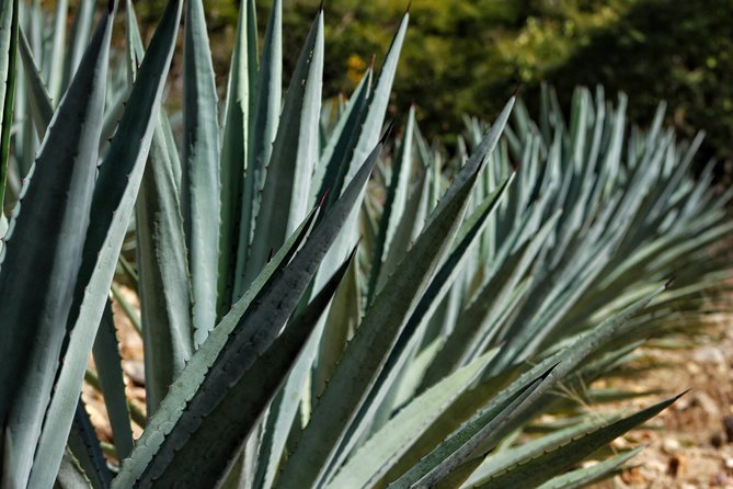Ultimate Hierve el Agua Hike + Mezcal - Local meals and a three-generation mezcal maker